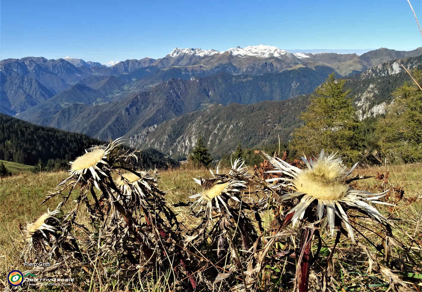 25 Carlina bianca (Carlina acaulis) con vista verso le Alpi Orobie.JPG